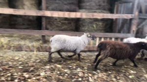 Купил барана производителя Породы суффолк (Suffolk ).Suffolk Sheep