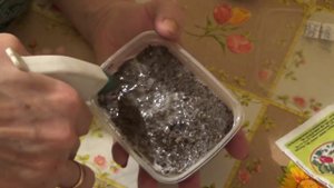 Посев земляники Душистое лукошко, кисточка в помощь.