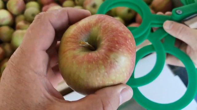 Яблоки оптом. Джонаголд 70+ (1 сорт). РостАгроЭкспорт смотреть онлайн