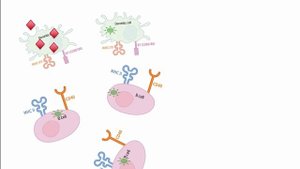 USMLE RX - 6.Иммунология - 2.Иммунные реакции - 12.Интерферон Альфа и Бета