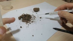 Муравьи лазиус имбратус посадка коканов// Lasius umbratus.