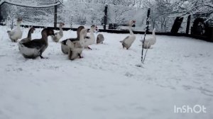 ТАКИХ ПЕРЕМЕН Я НЕ ОЖИДАЛ! КАК ВСЁ БЫСТРО ИЗМЕНИЛОСЬ! САМЫЕ ОГРОМНЫЕ ГУСИ! ГУСИ ВЕЛИКАНЫ