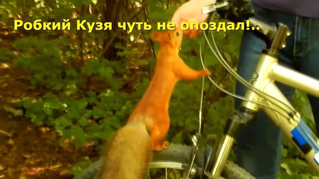 Белки любят велосипедистов, орехи приносящих... смотреть онлайн