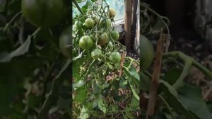 томат "Сердитая Маслина"