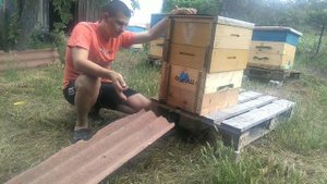 100% вывод с роевого состояния , наглядное пособие. Ручки для ульев. Семья после вывода с роевого.
