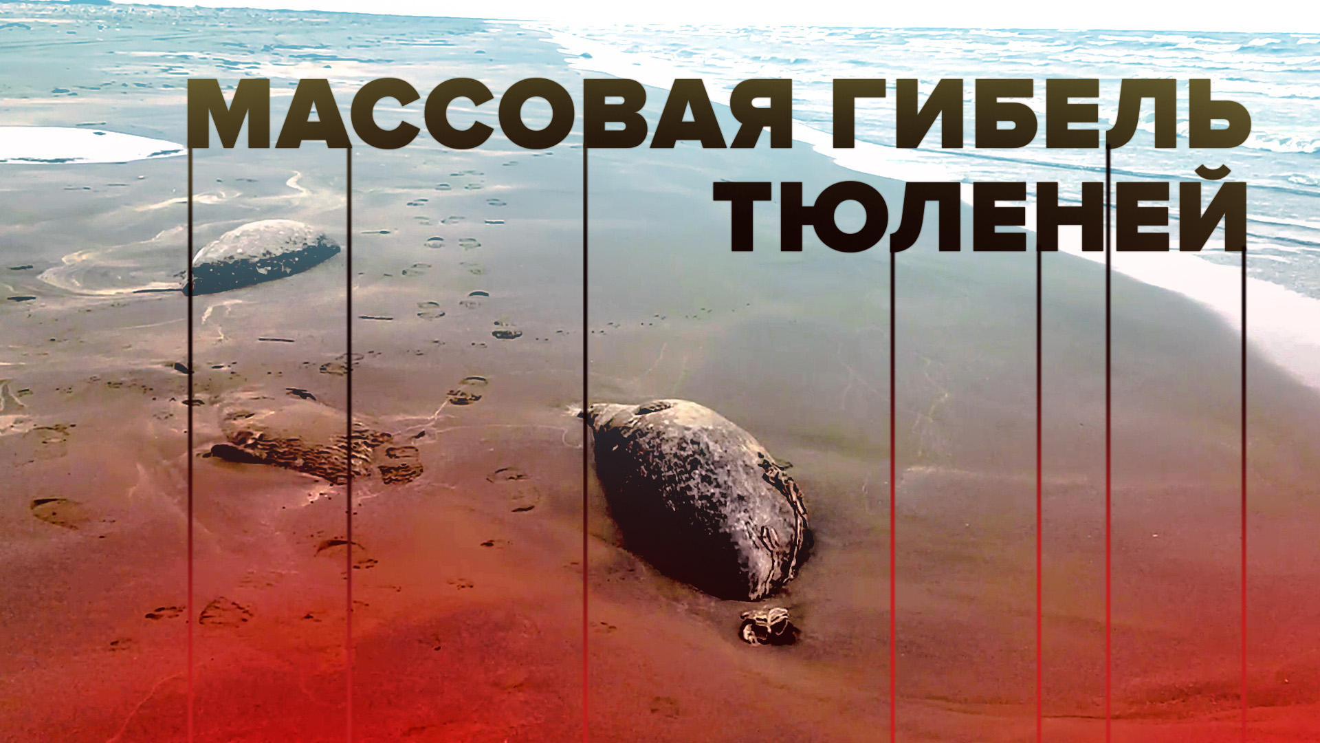 Число погибших тюленей на побережье Каспийского моря в Дагестане выросло до 1700