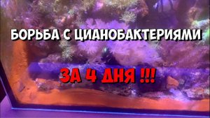 Борьба с цианобактериями всего за 4 дня | Морской аквариум