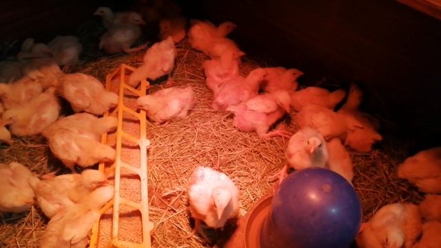 Пришло время стричь кур молодок, как растут бройлеры, всё заполонила тля, чем с ней боремся смотреть онлайн