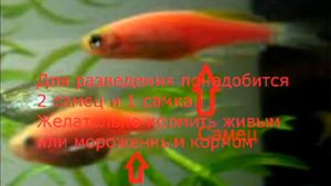 Розовые Данио.Содержание.Разведение