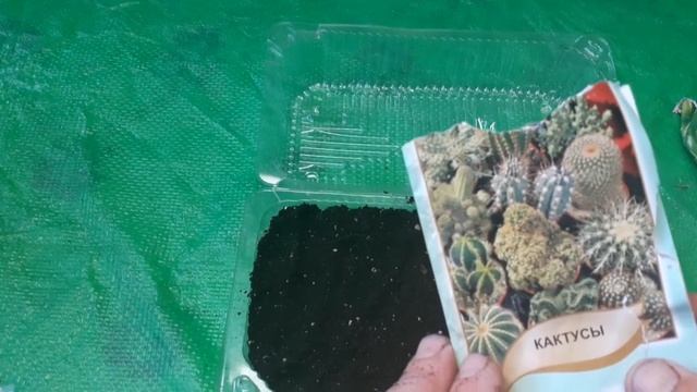кактусная история. от семян до цветения. часть1. посев. #кактусы #сукуленты #цветы смотреть онлайн