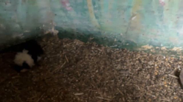 ГЕЛЕНДЖИК 2023. КАНАТНАЯ ДОРОГА ОЛИМП. ШАТО ДЕ ТАЛЮ. ГОСТИНИЦА ВЕРСАЛЬ ОБЗОР. смотреть онлайн