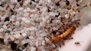 Myrmica rubra против мучного червя