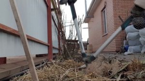 Актинидия.  Мульчирую хвоей. Надежда еще теплится))))