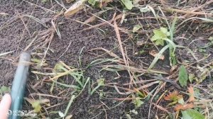 И снова коп на покосе.