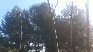 Саженец абрикоса из косточки