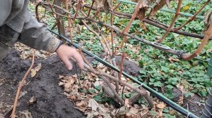 Обрезка винограда осенью на урожай и для перепрививки. 1.11.23