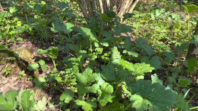 ГРИБНИК ПОМОЛОДЕЛ НА ГЛАЗАХ! ГРИБЫ С ПЛАНЕТЫ МАРС! САРКОСОМА ШАРОВИДНАЯ, СМОРЧКИ, СТРОЧКИ ВЕСЕННИЕ смотреть онлайн