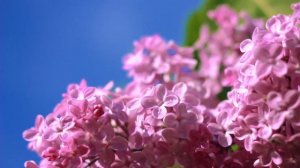 Дарим весеннее настроение! "Сирень" от Марии Некалиной