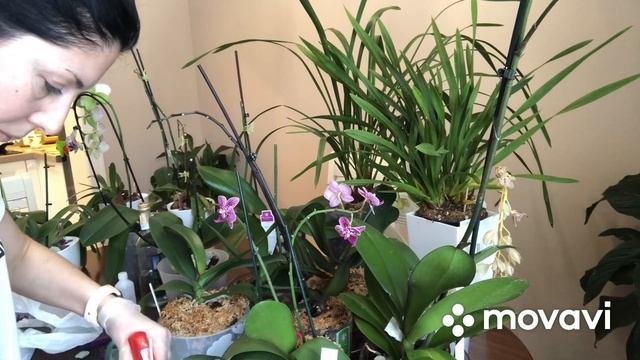 Генеральная уборка у орхидей, опрыскивание от мошек и обзор каждой из них./ч.1 смотреть онлайн