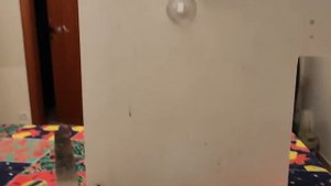 делаем пластину для нереста Скалярий