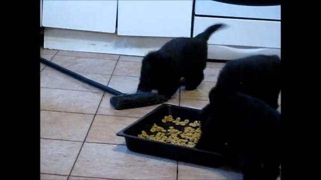 Щенки Джиги и Боя. смотреть онлайн