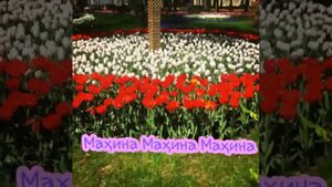 Песня Далера Назарова-Чаки чаки Борон с текстам