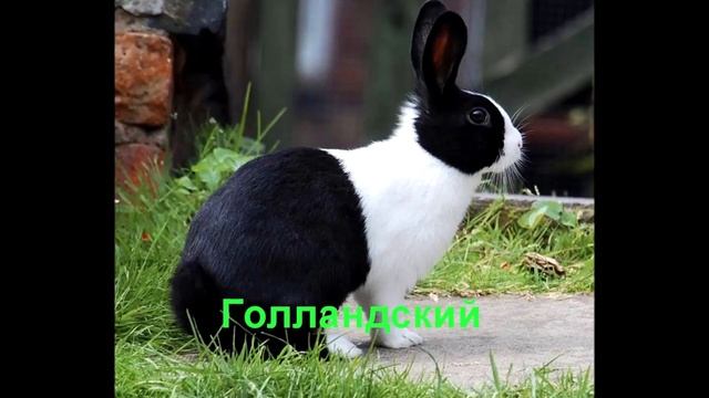 Самые редкие породы кроликов смотреть онлайн