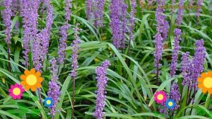 Лириопе мускари Ингверсен. Краткий обзор, описание характеристик liriope muscari Ingwersen