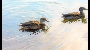 duck   stories  sweet couple, duckling   family duck , утиные истории утята и семья