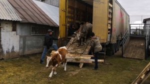 Volvo VVN!! Стоит ли перевозить Бычков в Тенте!! И последствия!!