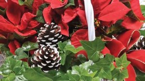 Что приносит  Пуансетия в дом? Рождественская звезда - приметы и суеверия.