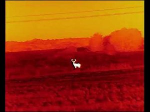 Cono Polaris 650 шикарные кадры животных