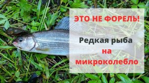 #28 #ультралайт #хариус  Река, с которой нет ни одного рыболовного отчёта. Что в ней водится?