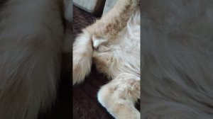 Предвестники родов у шотландской кошки