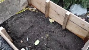 Хризантемы будут зимовать в тепле! Укрытие хризантем в открытом грунте 28.10.22 г. г. Омск, Сибирь