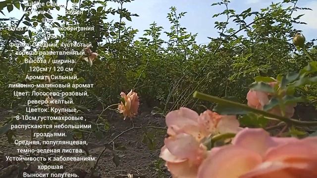 Jubilee Celebration                Джубели Селебрэйшн роза