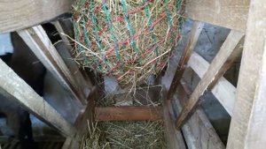 Рептух. Кормушка для сена. Пока не нравится