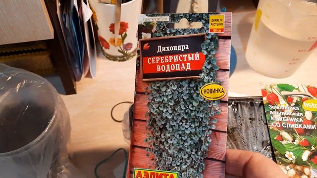 Взошли семена Дихондры💐 и земляники. 🍓🍓 смотреть онлайн