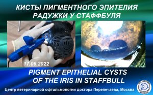 Кисты пигментного эпителия радужки у стаффордширского бультерьера