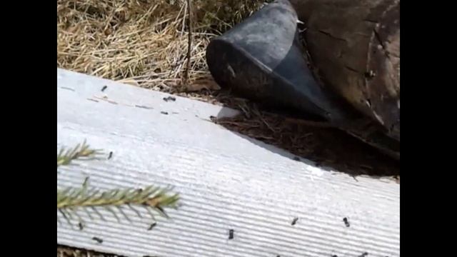 НЕ УСТАЮ НАБЛЮДАТЬ за этими лесными ТРУДЯГАМИ!!! смотреть онлайн