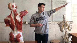 Мышцы пояса верхней конечности