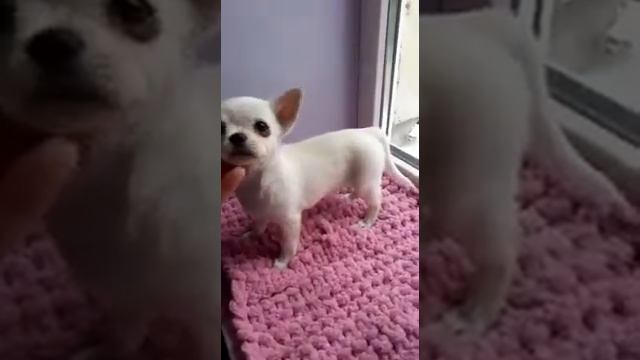 Альтаир,2,5 месяца, взвешиваем чихуахуа