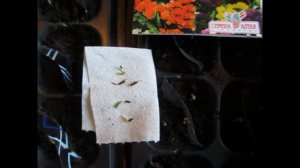 Выращивание статицы из семян(статице, лимониум, кермек)! / Grow statice from seed