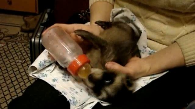 Кормление месячного енота смотреть онлайн