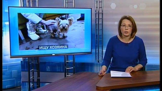 "Ищу хозяина" - найден йорк смотреть онлайн