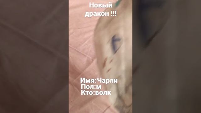 Новый дракон !!!?в виде волка