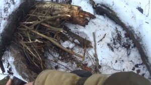 охота с ягдтерьером .откусили пол носа. 27. 11. 21#охота #собаки #ягдтерьер