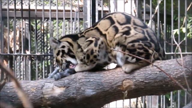 Дымчатый леопард Яви занимается гигиеной 24.08.2021 смотреть онлайн