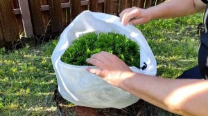 Зимний чехол для шаровидных туй