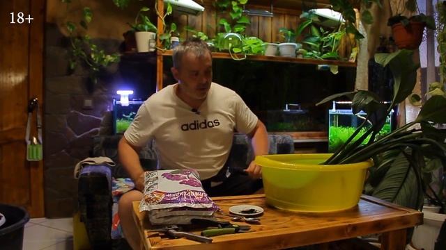 Спатифиллум СЕНСАЦИЯ/Размножение САМОГО дорогого ЦВЕТКА/ПОСАДКА в грунт для ОРХИДЕЙ